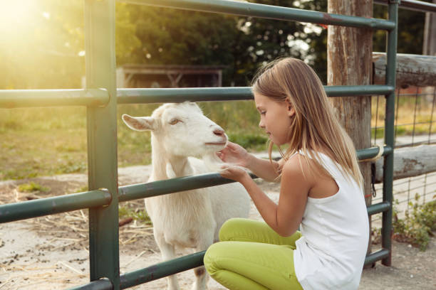 A girl petting a goat