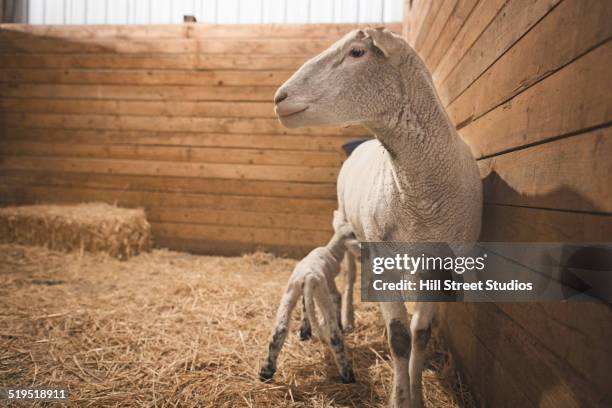 sheep nursing lamb in barn - animal pen stock pictures, royalty-free photos & images