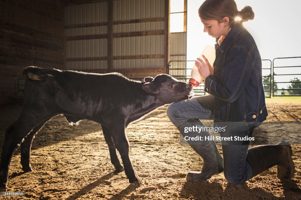 Mixed race girl feeding calf in barn