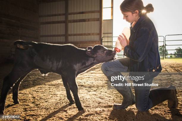 mixed race girl feeding calf in barn - fermier lait photos et images de collection