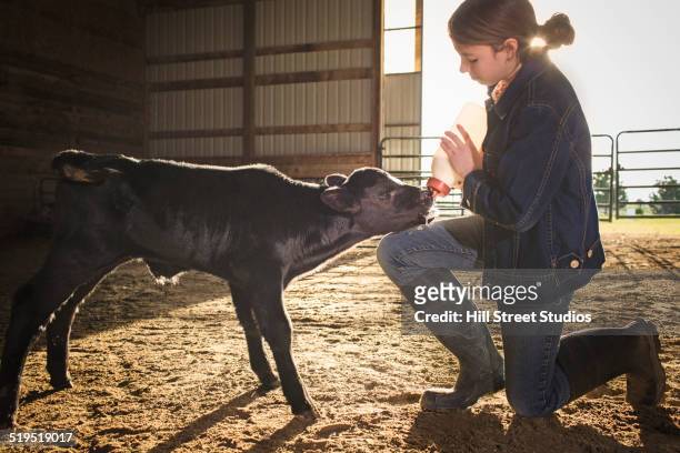 mixed race girl feeding calf in barn - aberdeen angus stockfoto's en -beelden