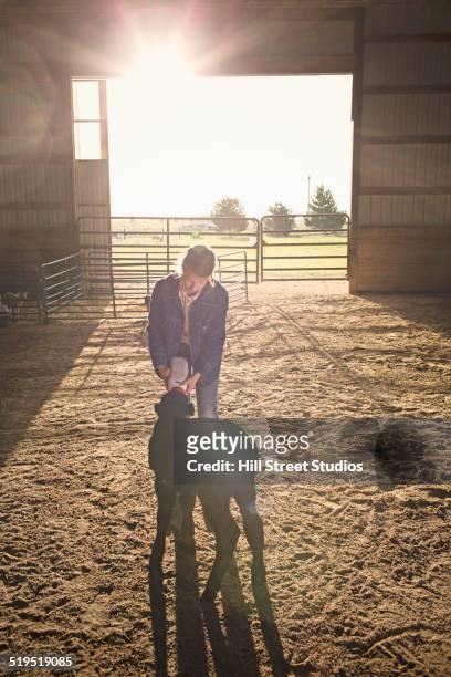mixed race girl feeding calf in barn - mixed farming stock-fotos und bilder