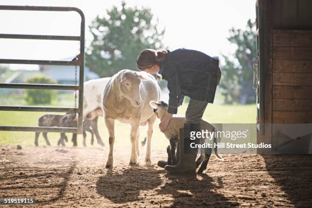 sheep watching mixed race girl petting lamb in barn - lamm tier stock-fotos und bilder