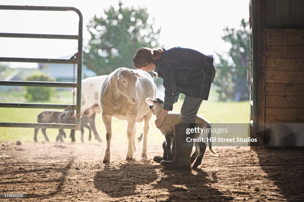 Sheep watching mixed race girl petting lamb in barn