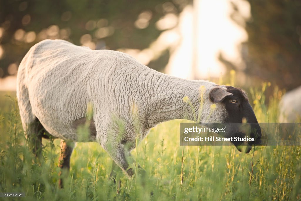 Sheep grazing in field