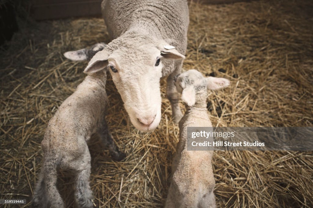 Sheep standing over lambs in barn