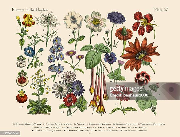exotic flowers of the garden, victorian botanical illustration - botany stock illustrations