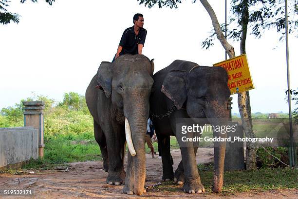 indonesia: mahout on an elephant at way kambas national park - sumatra stock pictures, royalty-free photos & images