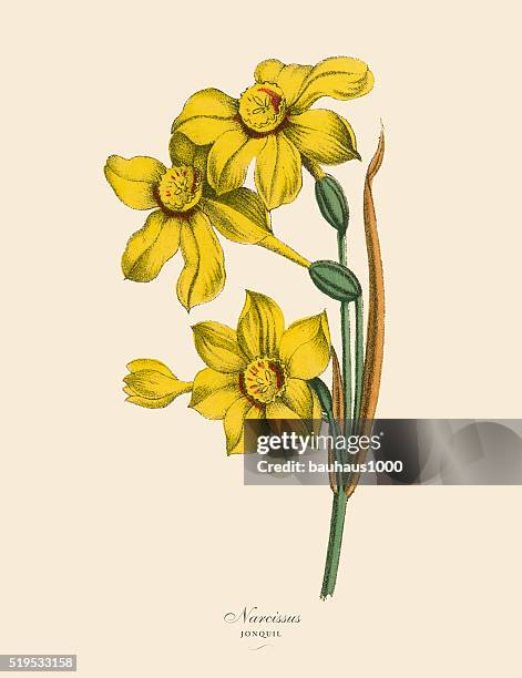 stockillustraties, clipart, cartoons en iconen met narcissus or jonquil plants, victorian botanical illustration - perennial