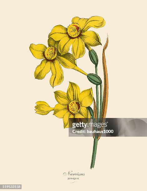 narcissus or jonquil plants, victorian botanical illustration - narcissus mythological character 幅插畫檔、美工圖案、卡通及圖標