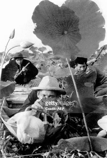 Viet-cong fighters lie in ambush in a lotus field 16 August 1969 in South Vietnam during the Vietnam war. // Des maquisards vietcong du FNL se...