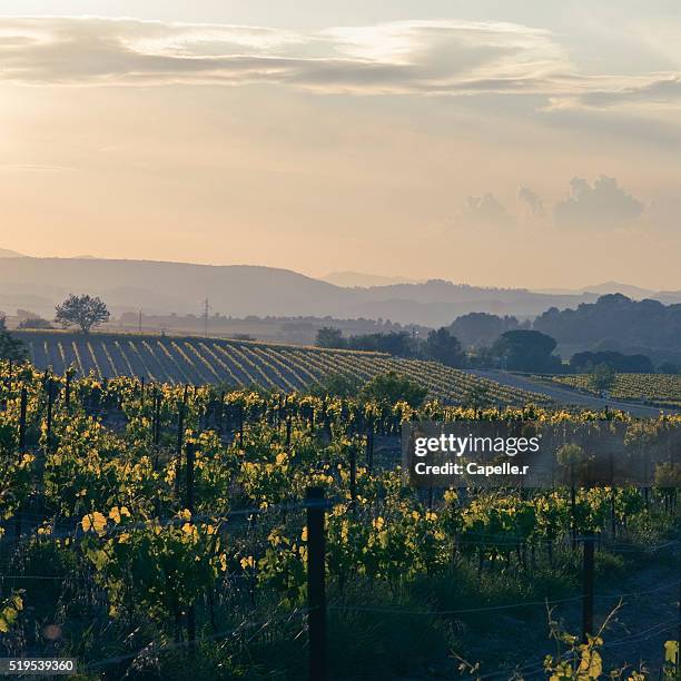 vineyard in south of france - languedoc roussillon stock pictures, royalty-free photos & images