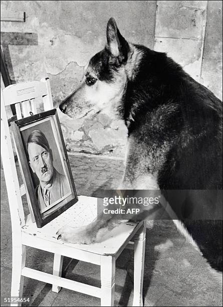 Undated and unlocated picture of one of Adolf Hitler 's dogs facing his master's photo. // Archive non datTe et non situTe reprTsentant un des chiens...