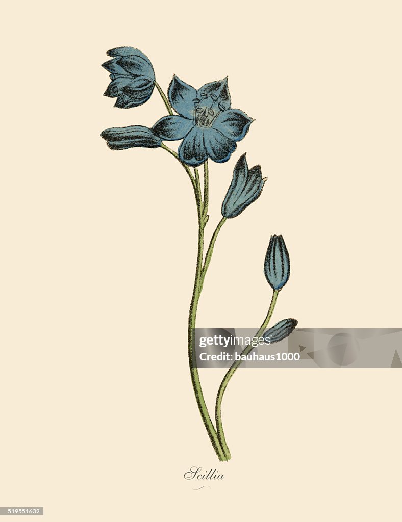 Scillia Pflanzen und viktorianische botanischen Illustrationen