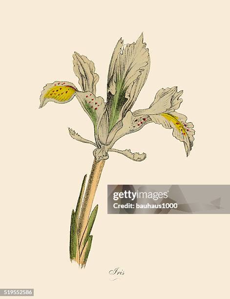 iris plants, victorian botanical illustration - iris flower close up stock illustrations