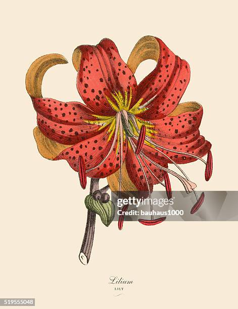 Lilium Or Lily Plants Victorian Botanical Illustration High-Res