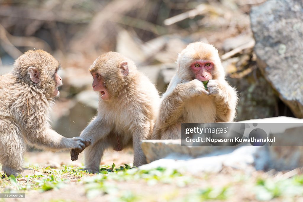 A gang of snow monkey children