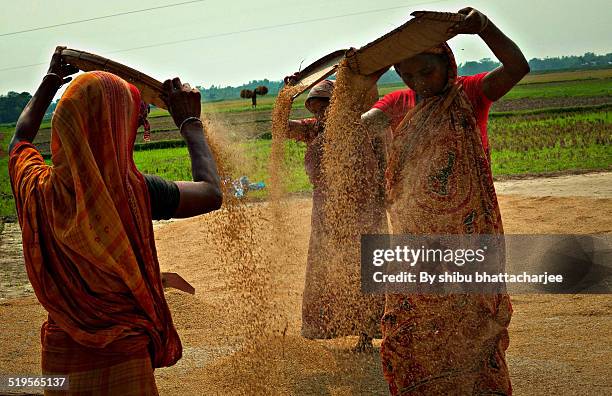 farmers dry rice and processed - paddy field stock pictures, royalty-free photos & images