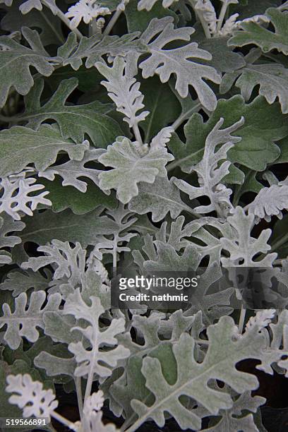 dusty miller - cineraria maritima stock pictures, royalty-free photos & images