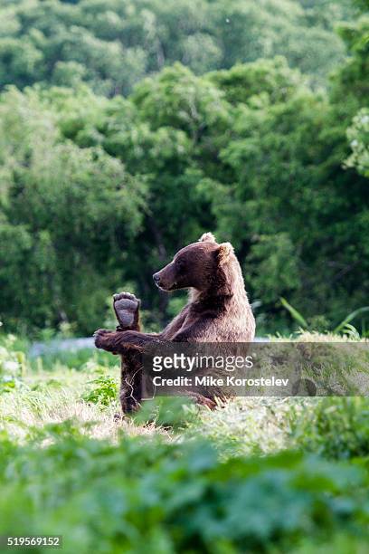 bears yoga - funny bear fotografías e imágenes de stock