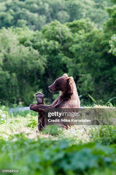 bears yoga - beer summer stockfoto's en -beelden