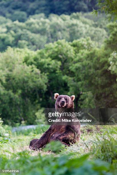 bears yoga - mama bear - fotografias e filmes do acervo