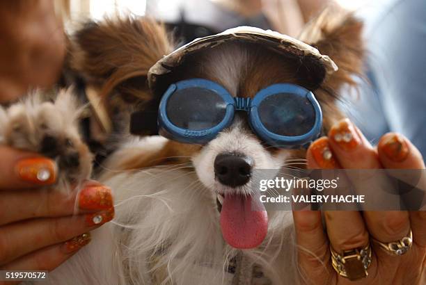 Dog wearing glasses is pictured during the Palm Dog's award ceremony on the sidelines of the 62nd Cannes Film Festival on May 22, 2009. A dumb dog...