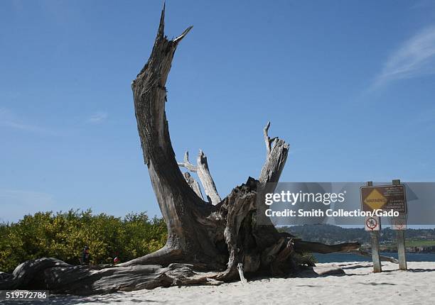 Photograph of the remains of a tree on Carmel Beach; the large piece of knotted wood still has a small piece of bark connected to it; the tree is...