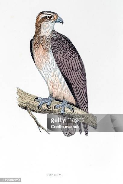 osprey bird 19 century illustration - osprey stock illustrations
