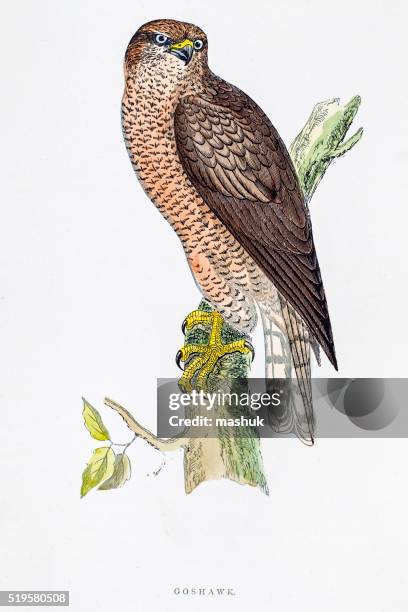 ilustraciones, imágenes clip art, dibujos animados e iconos de stock de pájaro águila de ilustración del siglo 19 - goshawk