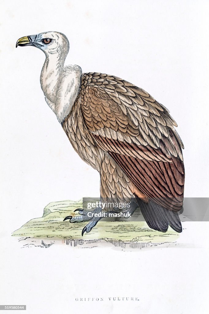 Griffon vulture 19 century illustration