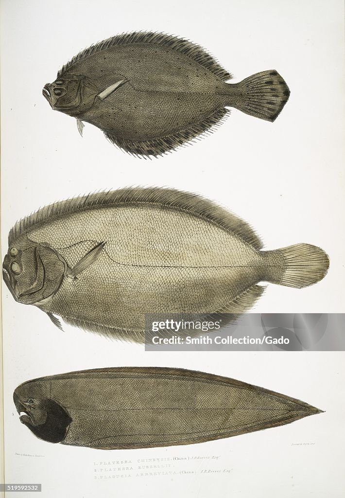 Flat Fish