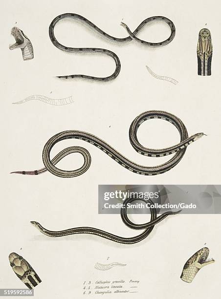 Snake Bottom 195 Snake On Bottom Stock Photos, High-Res Pictures, and Images - Getty ...