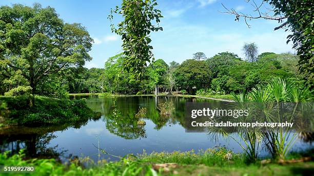 la llovizna national park , guayana, venezuela - adalbertop stock pictures, royalty-free photos & images