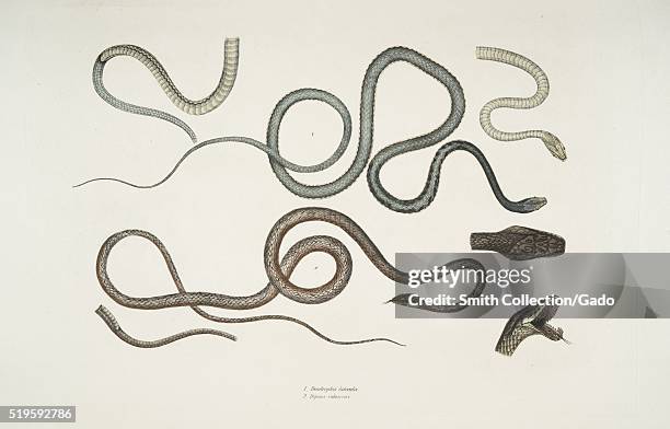 Snake Bottom Snake On Bottom Photos and Premium High Res Pictures - Getty Images