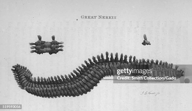 Niris Insect Nereis Photos and Premium High Res Pictures - Getty Images