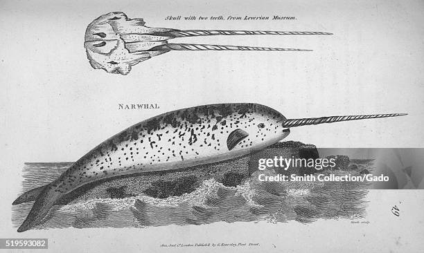 Engraving of a Narwhal, depicted laying atop a rock in the ocean, above it an inset showing details of a skull with two teeth, found in the book...