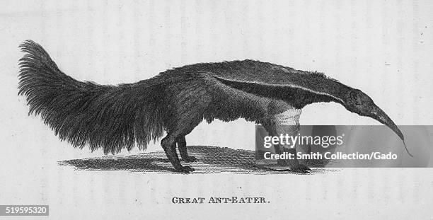 Engraving of a Great Ant-Eater, in profile, standing, his tongue sticking out, found in the book "Zoological Lectures Delivered at the Royal...