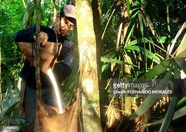 Miguel Oliva collects resin from a Chico Zapote tree in the Guatemalan province of Peten, 30 December, 1999. The resin is exported to Japan as chicle...