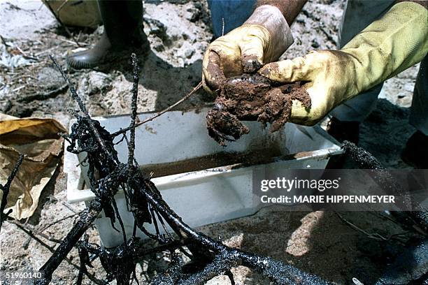 Volunteer cleans a crab covered in oil 22 January 2000, in the Guapimirin estuary. Some 1,300 tons of petroleum have been spilled from a ruptured...