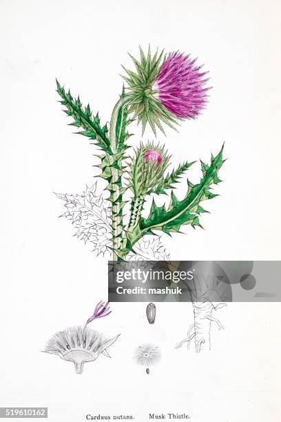 thistle 19th century illustration - thistle stock illustrations