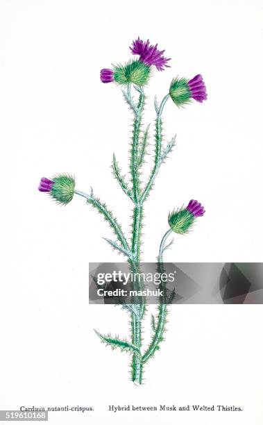 thistle 19th century illustration - botanical garden stock illustrations