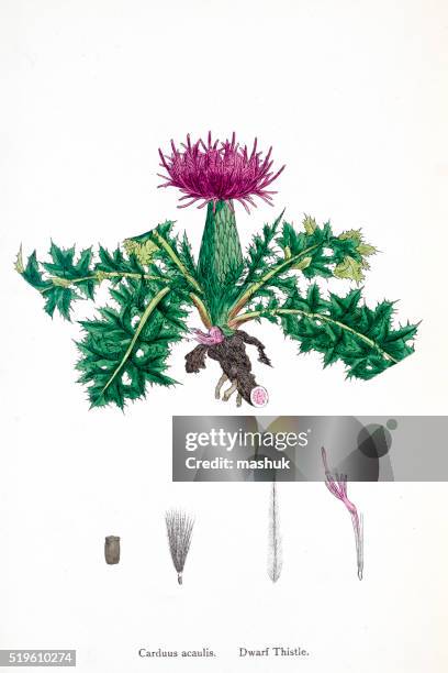 thistle 19th century illustration - thistle stock illustrations