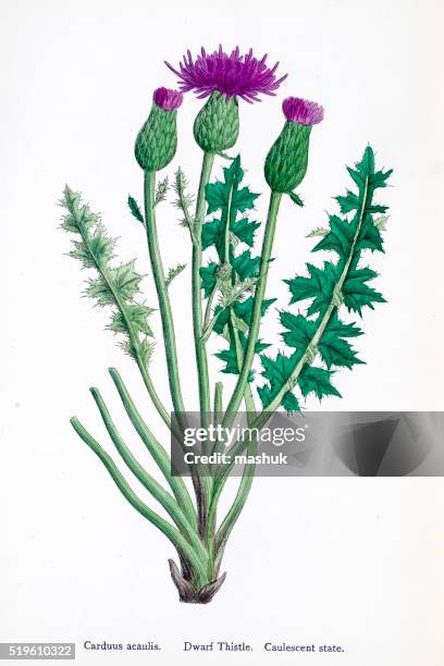 thistle 19th century illustration - thistle stock illustrations