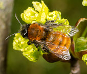 Tawny Mining Bee on flowering acer tree