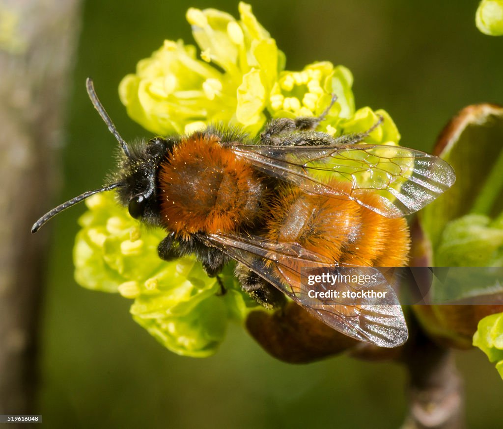 Tawny Mining Bee on flowering acer tree