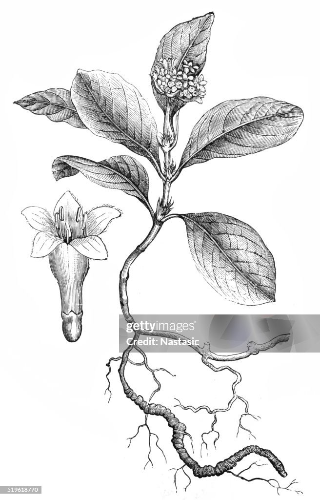 Ipecacuanha (Cephaelis Ipecacuanha)