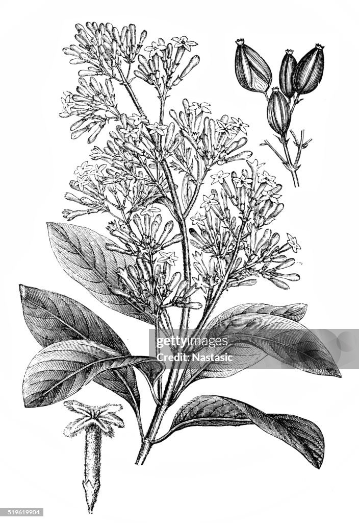 Cinchona condaminea