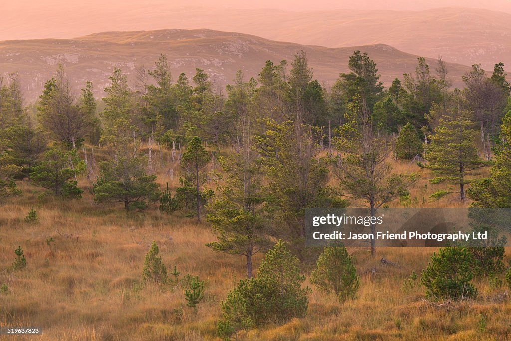 Isle of Lewis, Aline Community Woodland