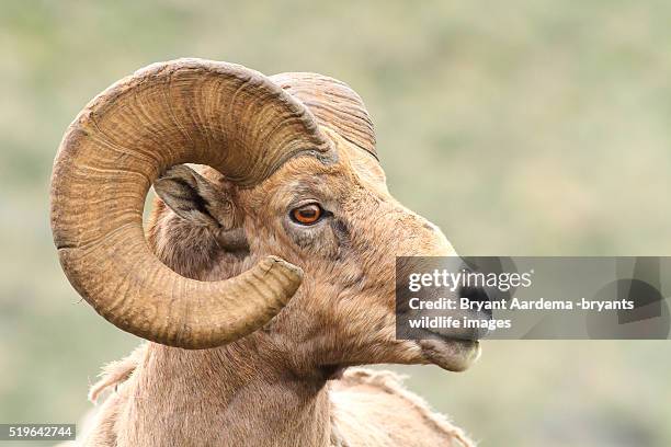 ram - american bighorn sheep stock pictures, royalty-free photos & images